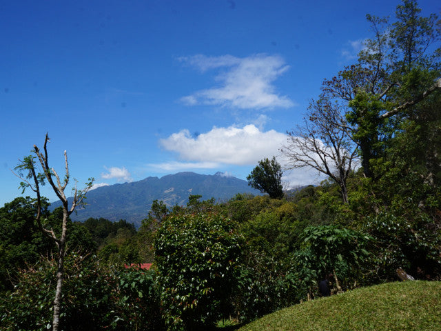 シングルオリジン | パナマ ラ・エスメラルダ ダイヤモンドマウンテン