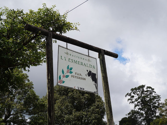 シングルオリジン | パナマ ラ・エスメラルダ ダイヤモンドマウンテン