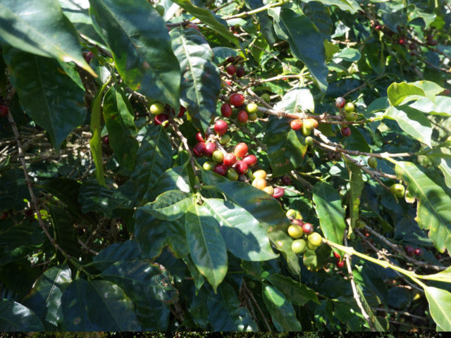 シングルオリジン | パナマ ラ・エスメラルダ ダイヤモンドマウンテン